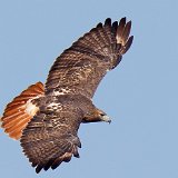 12SB8808 Red-tailed Hawk